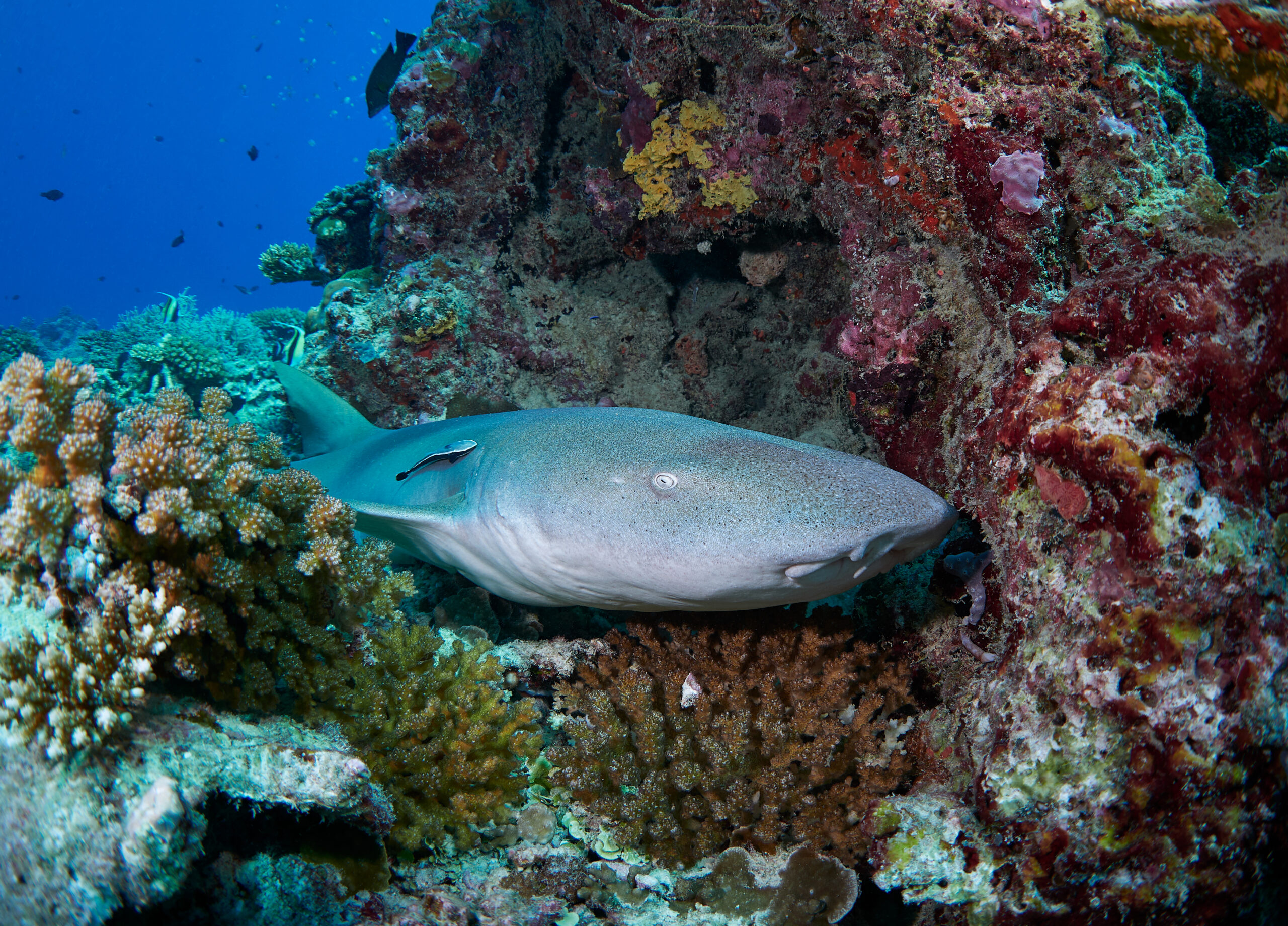 Hanifaru bay freediving underwater diving 