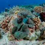 Hanifaru Bay freediving Maledives underwater diving