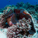 Hanifaru Bay freediving Maledives underwater diving