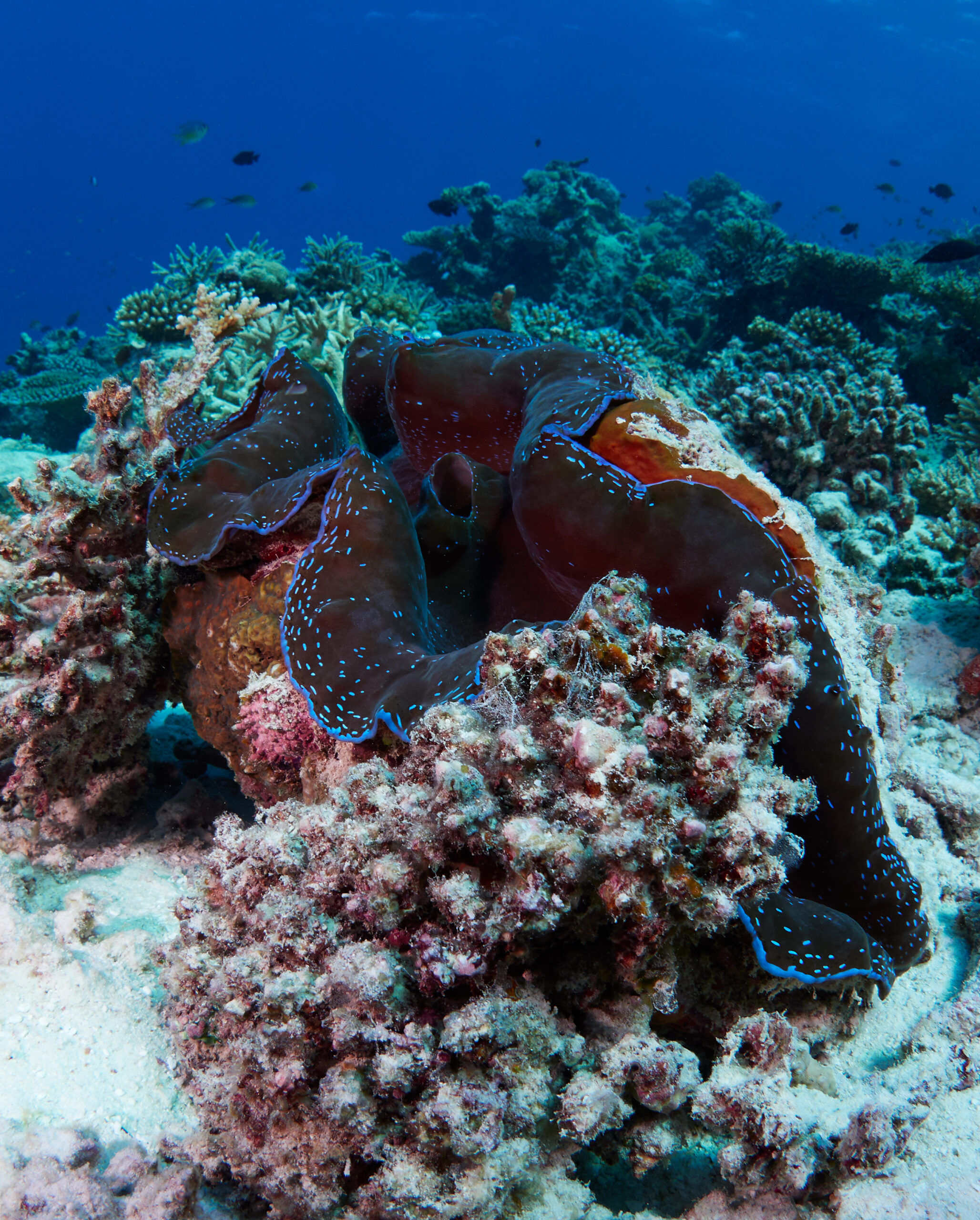 Hanifaru Bay freediving Maledives underwater diving 