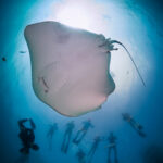 Hanifaru Bay freediving Maledives underwater diving