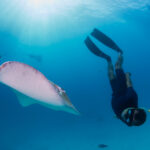 Hanifaru Bay freediving Maledives underwater diving