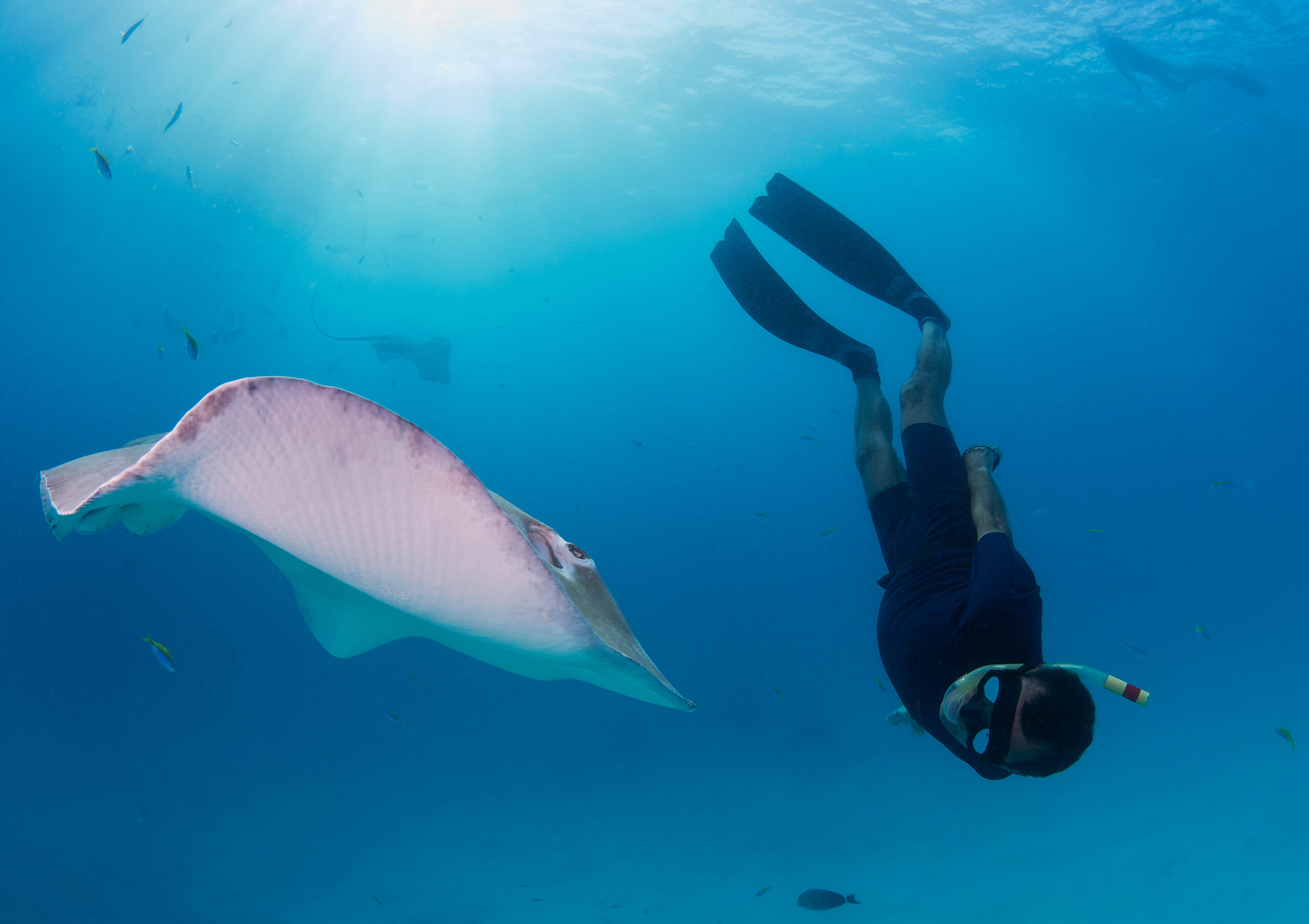 Hanifaru Bay freediving Maledives underwater diving 