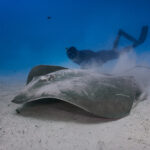Hanifaru Bay freediving Maledives underwater diving