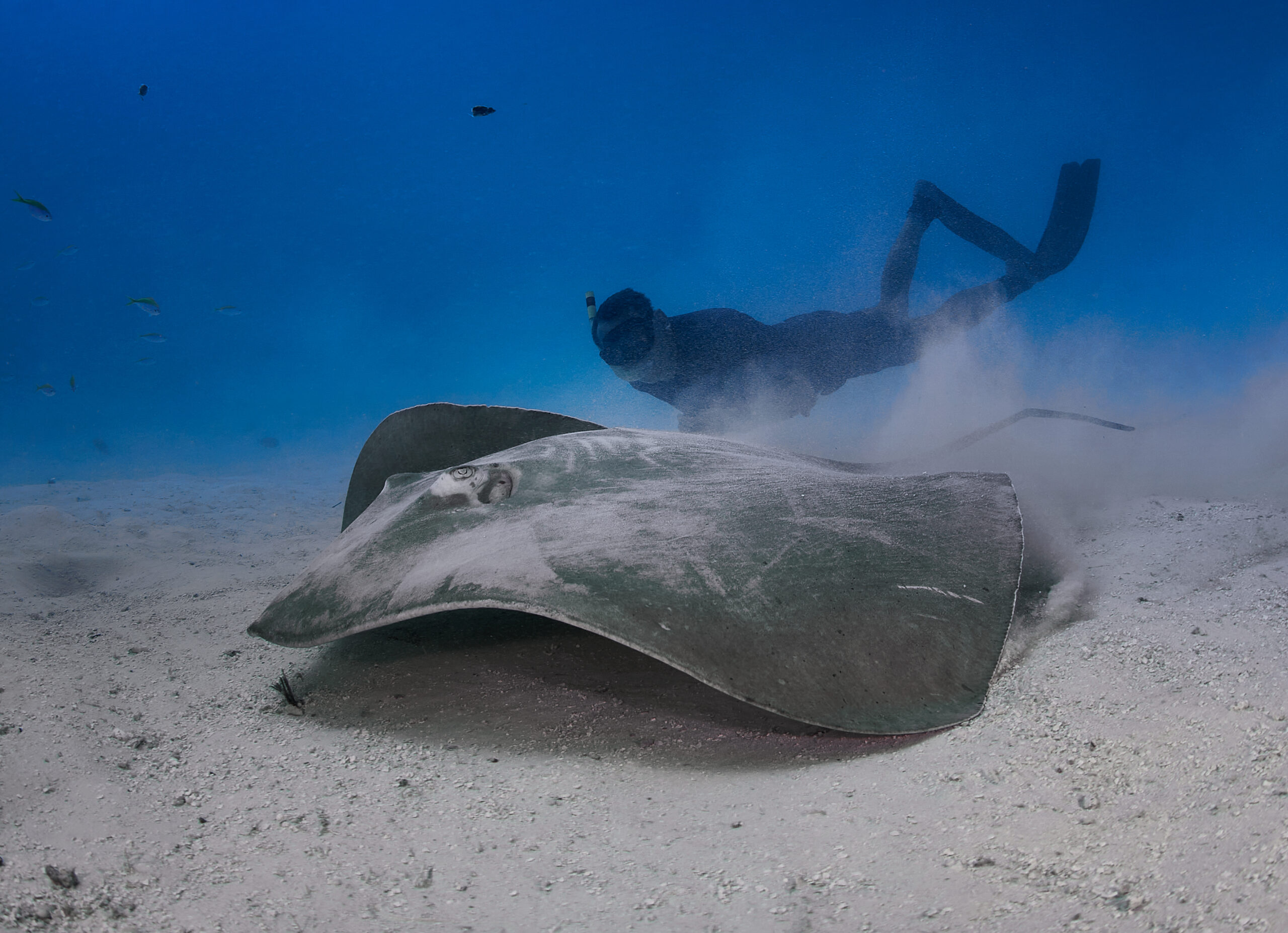 Hanifaru Bay freediving Maledives underwater diving 