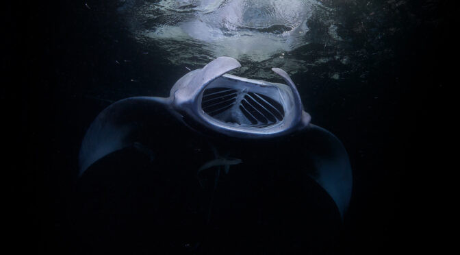 Hanifaru bay maledives freediving underwater