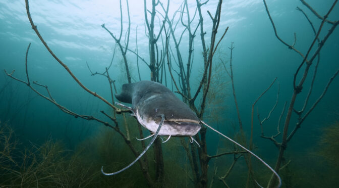 Jezero Most sumec velký Silurus glanis freediving diving