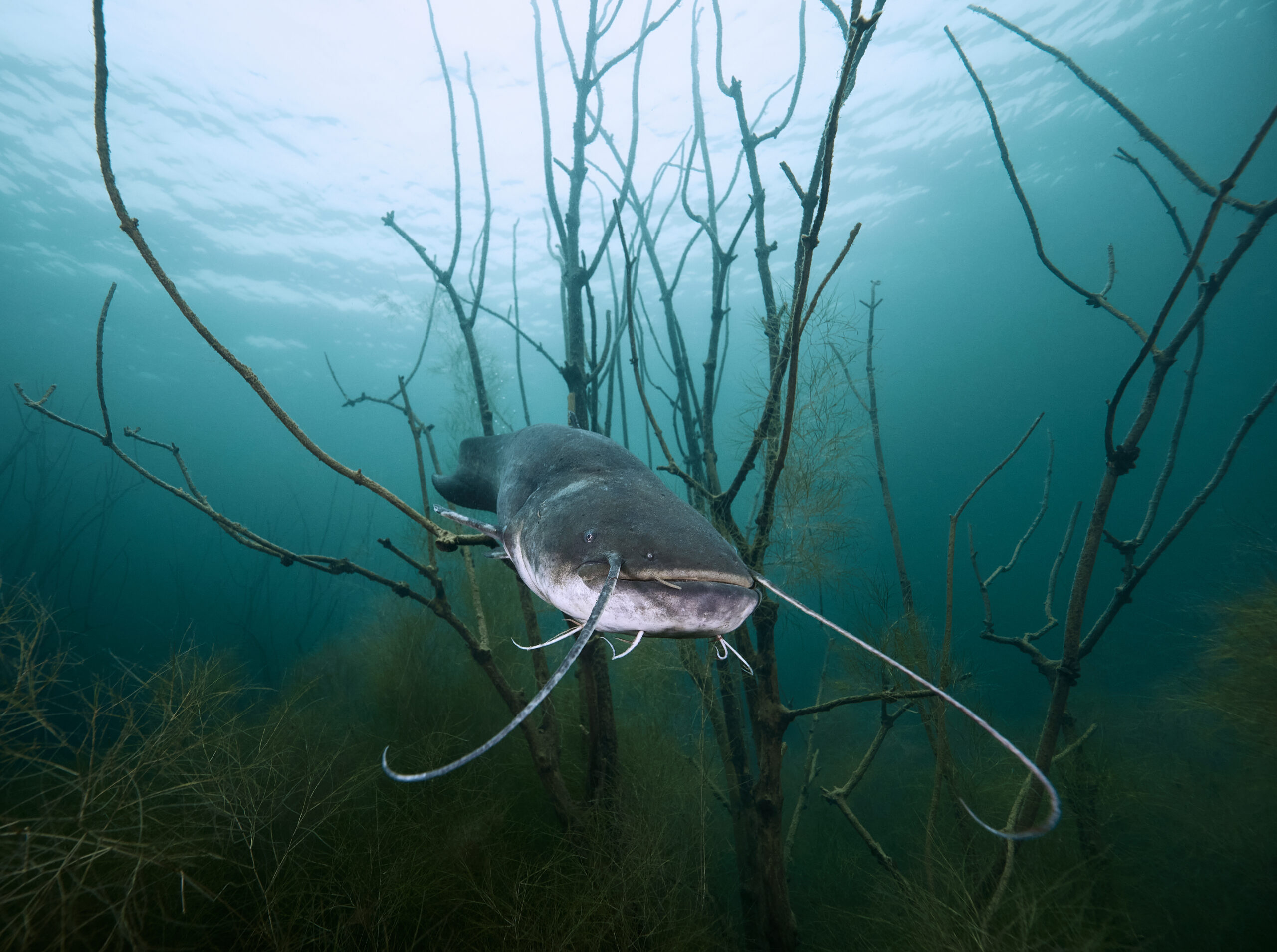 Jezero Most sumec velký Silurus glanis freediving diving