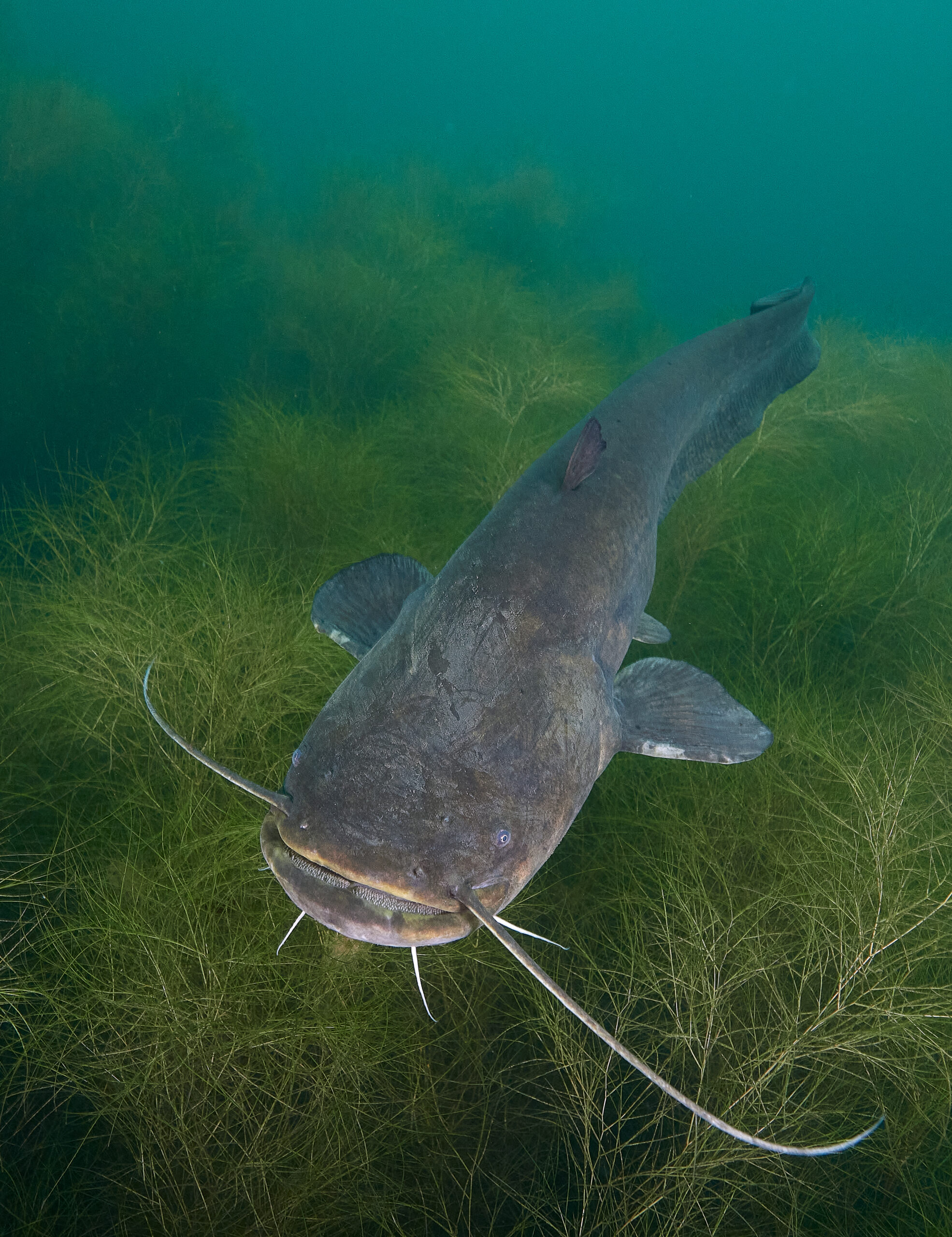 jezero Most Silurus glanis  sumec velký freediving diving 