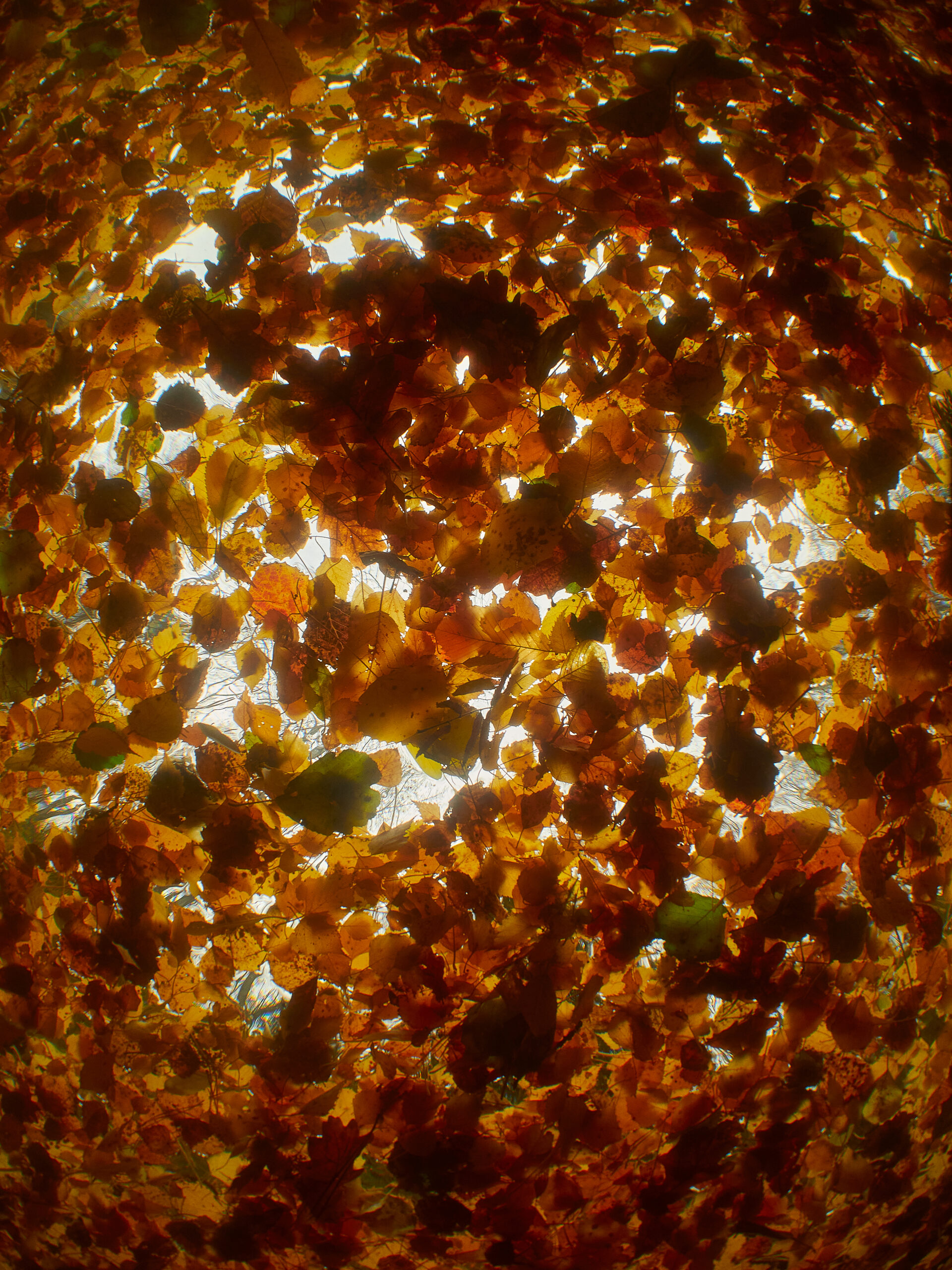 Diving divepark Leštinka freediving underwater