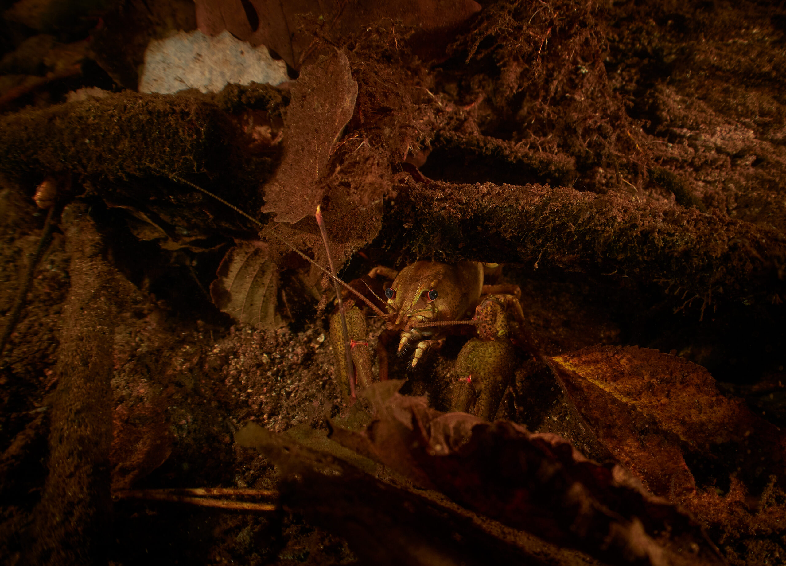 Diving divepark Leštinka freediving underwater