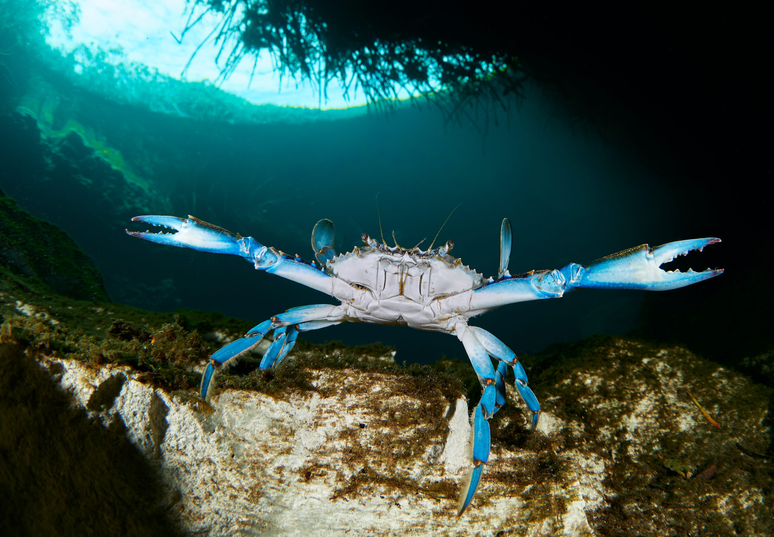 11/2025 Cenotes - Casa Cenote (Cenote Manatí): Atlantic Blue Crab (Callinectes sapidus) freediving diving underwater