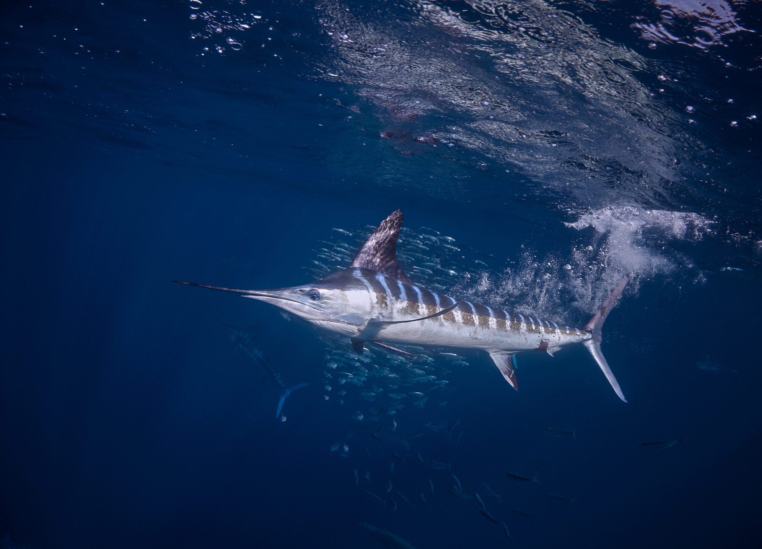 12/2025 - MagBay: Striped Marlin (Kajikia audax) Magdalena Bay freediving diving underwater