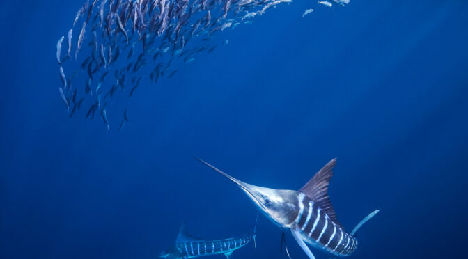 The Hunt 12/2025 – MagBay: Striped Marlin (Kajikia audax) freediving underwater diving