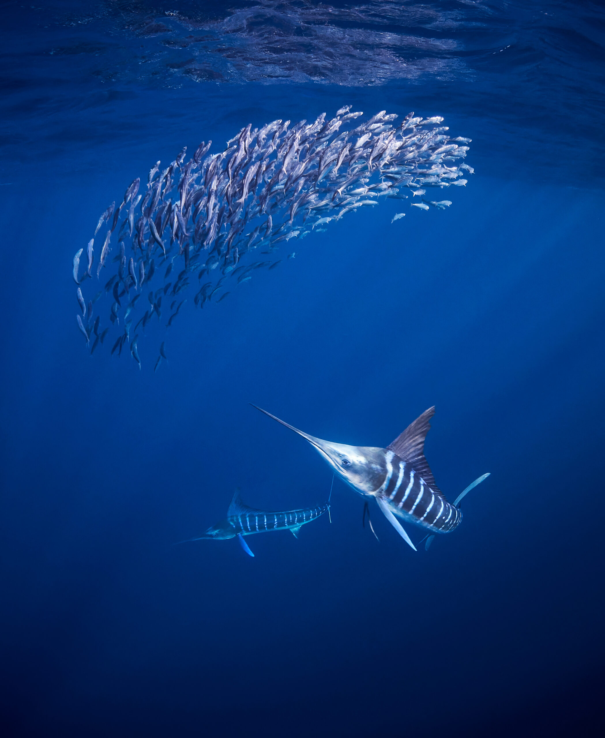 The Hunt  12/2025 – MagBay: Striped Marlin (Kajikia audax) freediving underwater diving