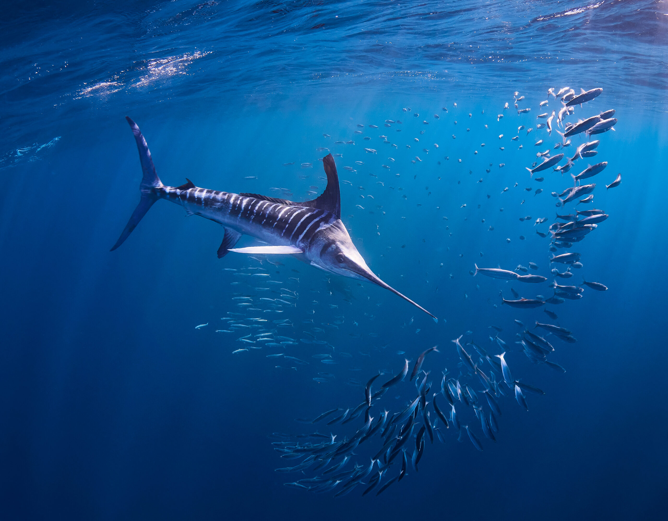 Mexico 2025 Striped Marlin Kajikia audax freediving diving underwater