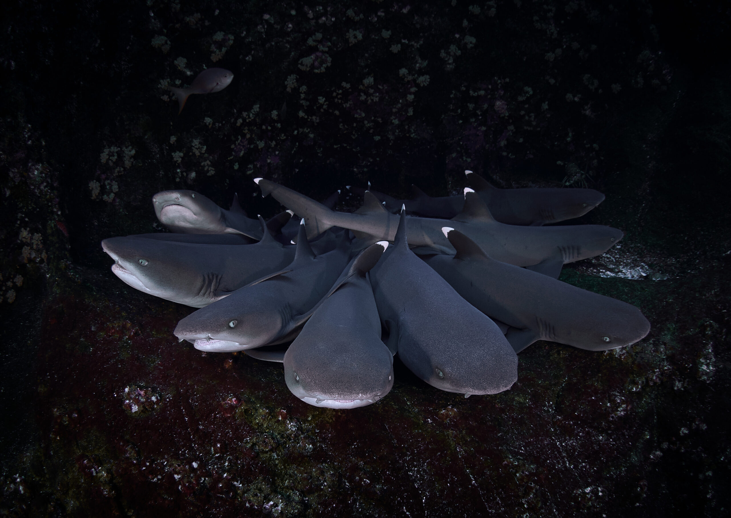 Roca Partida: Vánoční věnec / Christmas wreath
Merry Xmas sharks underwater diving freediving
