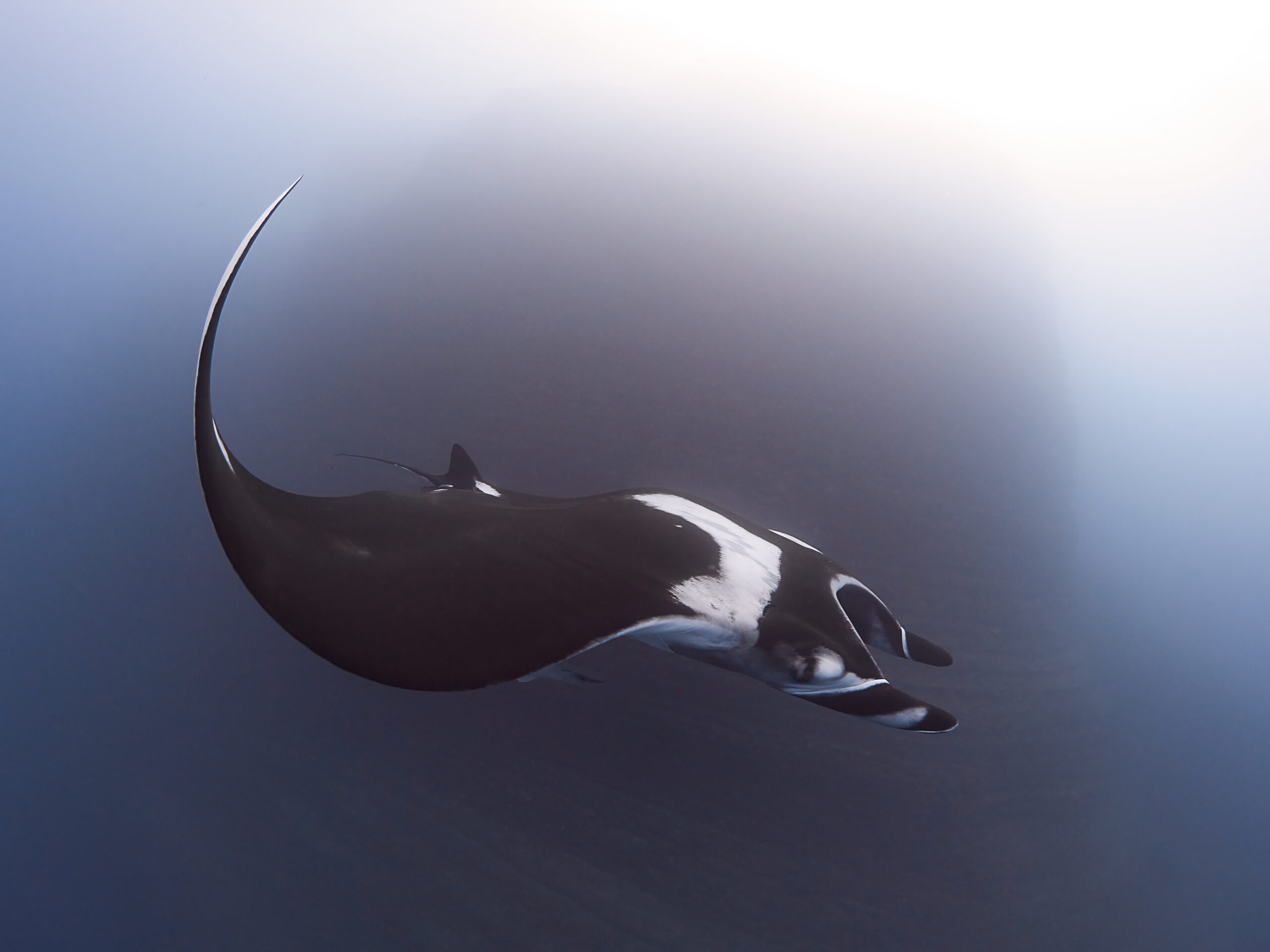 The Boiler - Oceanic Manta Ray Mobula birostris freediving diving undervagter revillagigedo  mexico