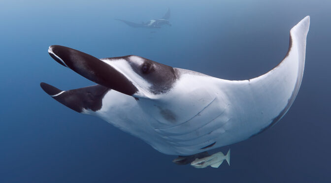 12/2025 Revillagigedo Archipelago: Oceanic Manta Rays (Mobula birostris) freediving diving underwater