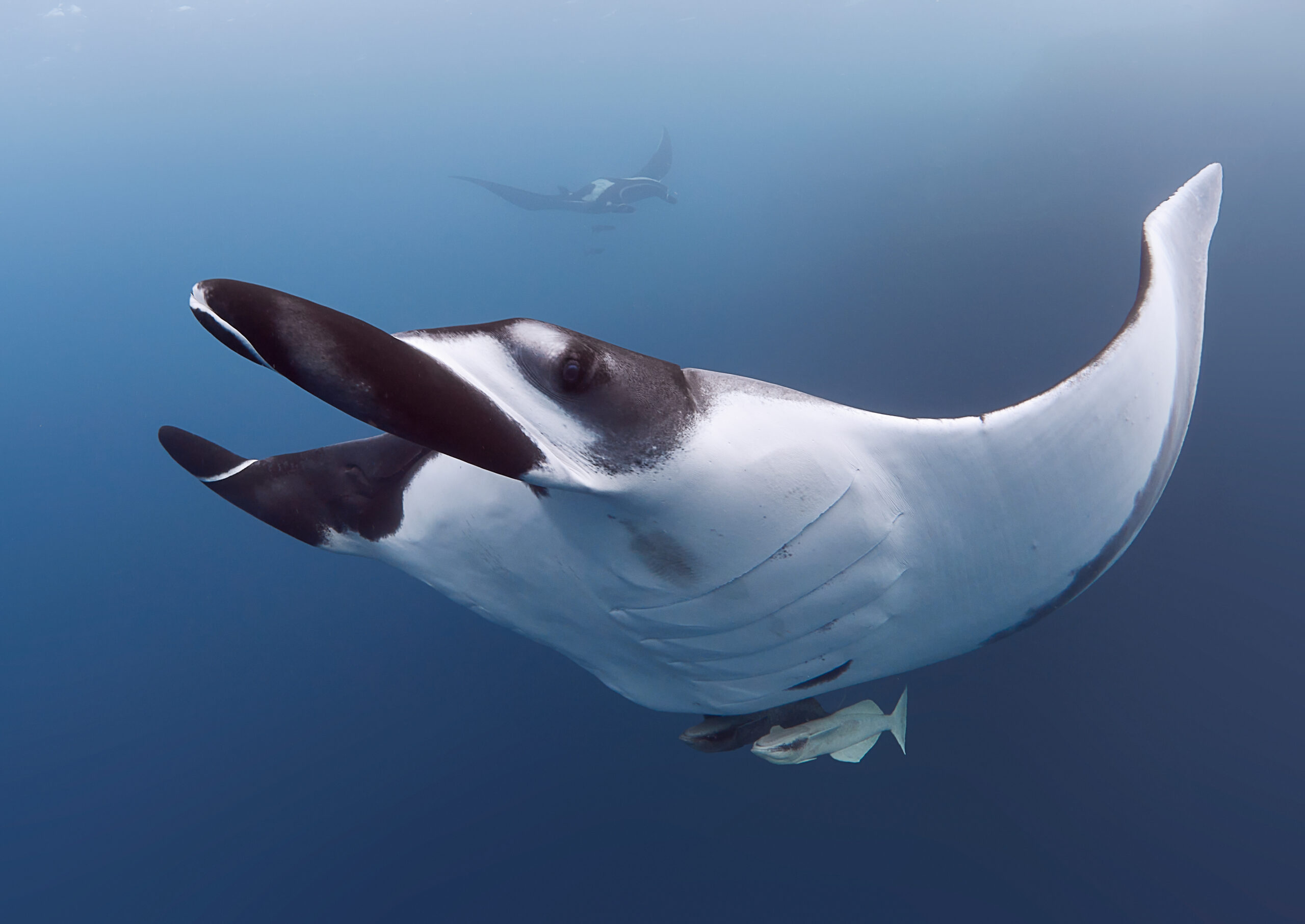 12/2025 Revillagigedo Archipelago: Oceanic Manta Rays (Mobula birostris) freediving diving underwater