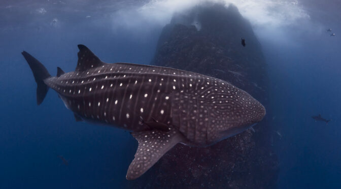 Revillagigedo 2025 – Roca Partida: Hudge pregnant whale shark (Rhincodon typus) freediving diving underwater