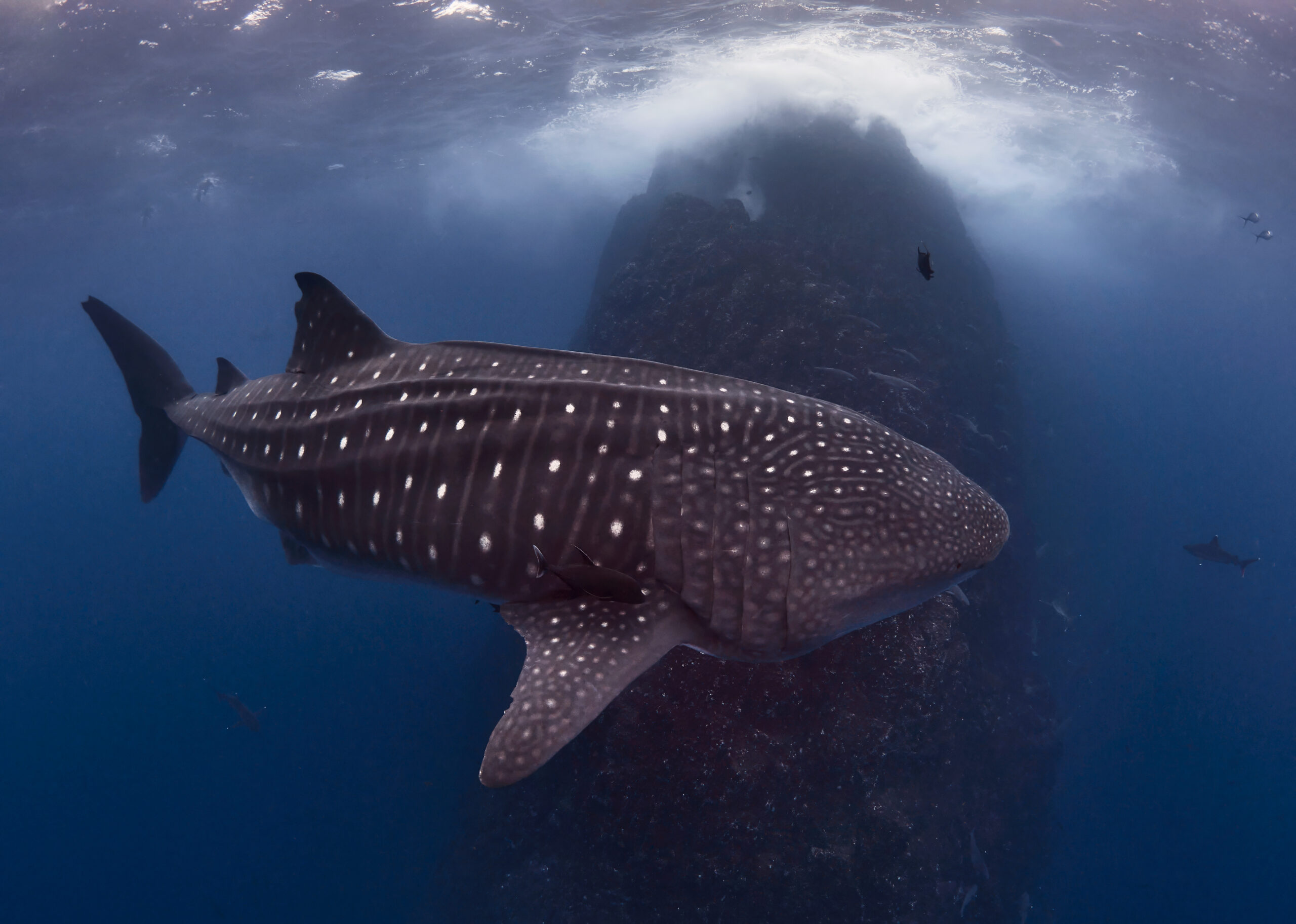 Revillagigedo 2025 – Roca Partida: Hudge pregnant whale shark (Rhincodon typus) freediving diving underwater