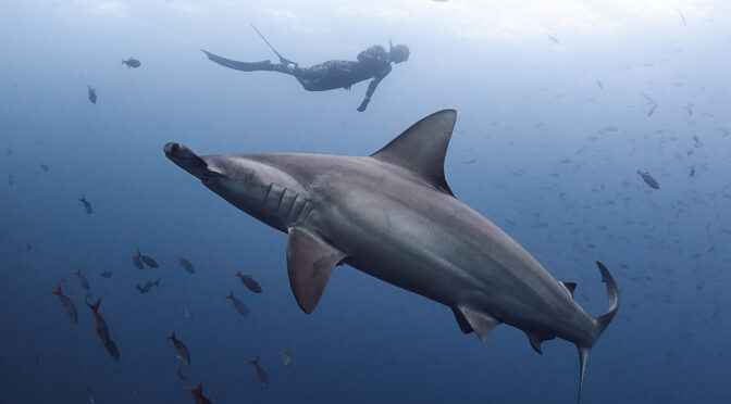 The Boiler @ San Benedicto: Scalloped hammerhead shark (Sphyrna lewini) / Kladivoun bronzový freediving diving underwater