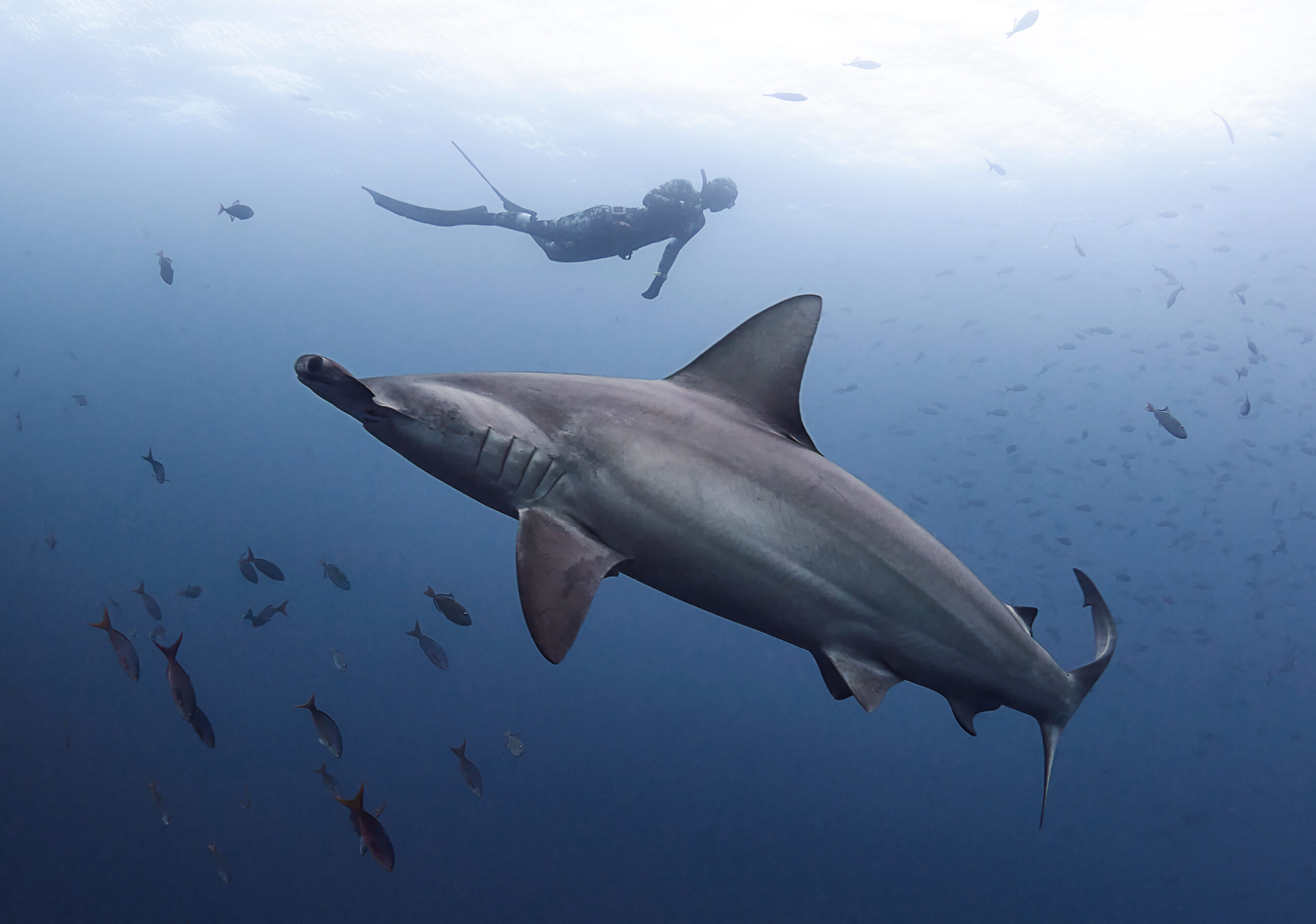 The Boiler @ San Benedicto: Scalloped hammerhead shark (Sphyrna lewini) / Kladivoun bronzový freediving diving underwater