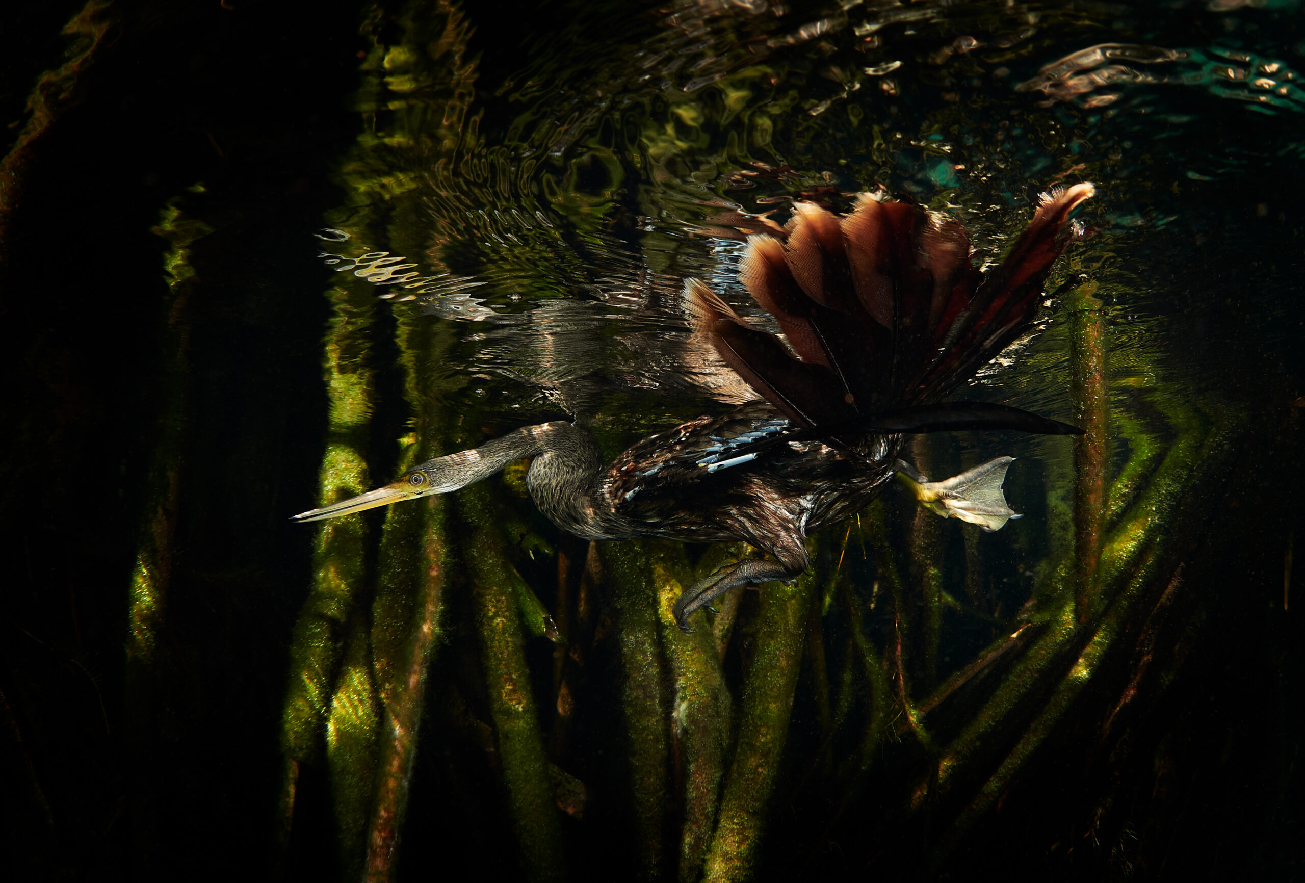 Mexico 2025 – Casa Cenote: Anhinga americká (Anhinga anhinga) underwater 