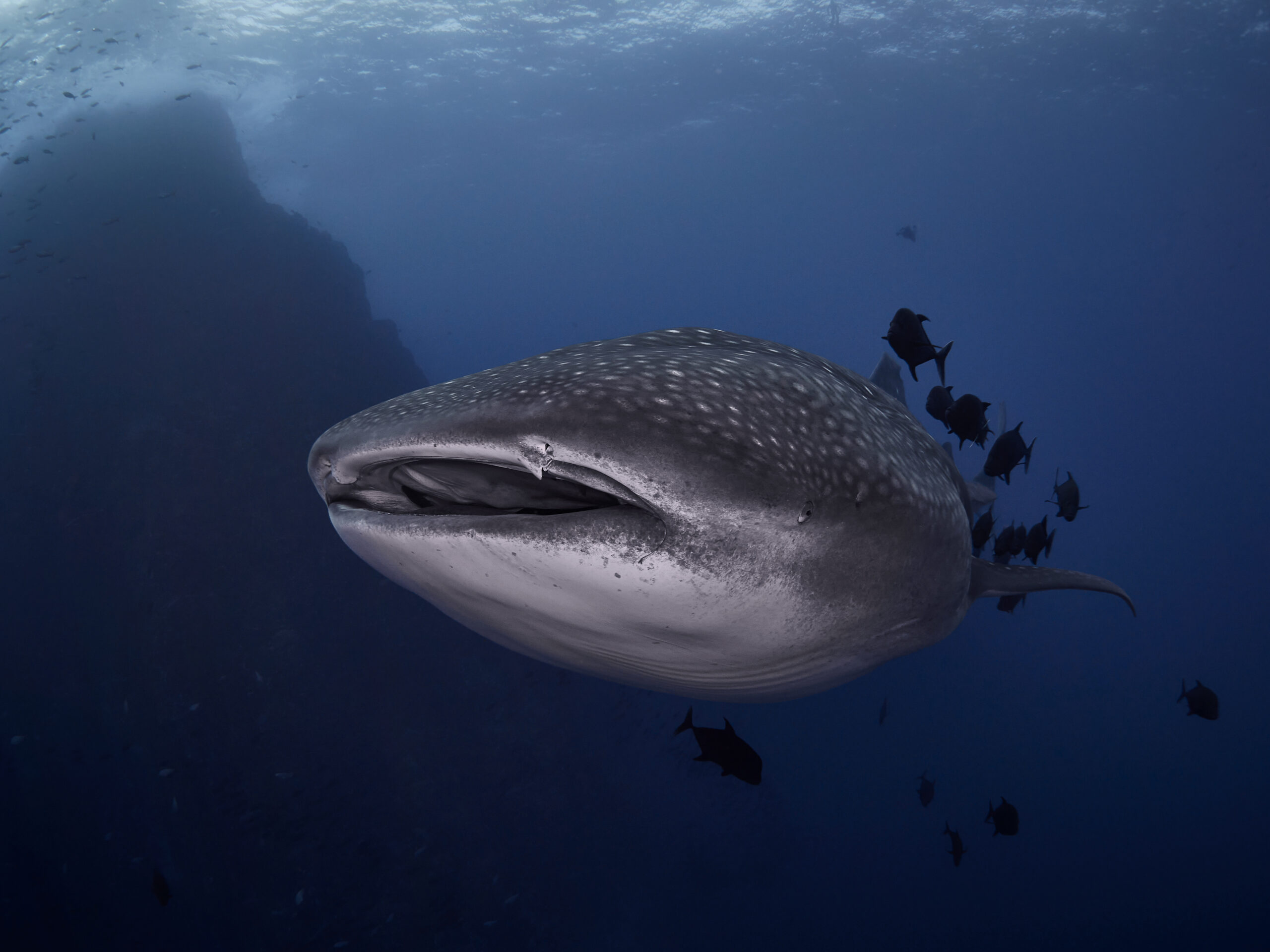 Mexico 2025 - Roca Partida: Whale shark (Rhincodon typus) freediving