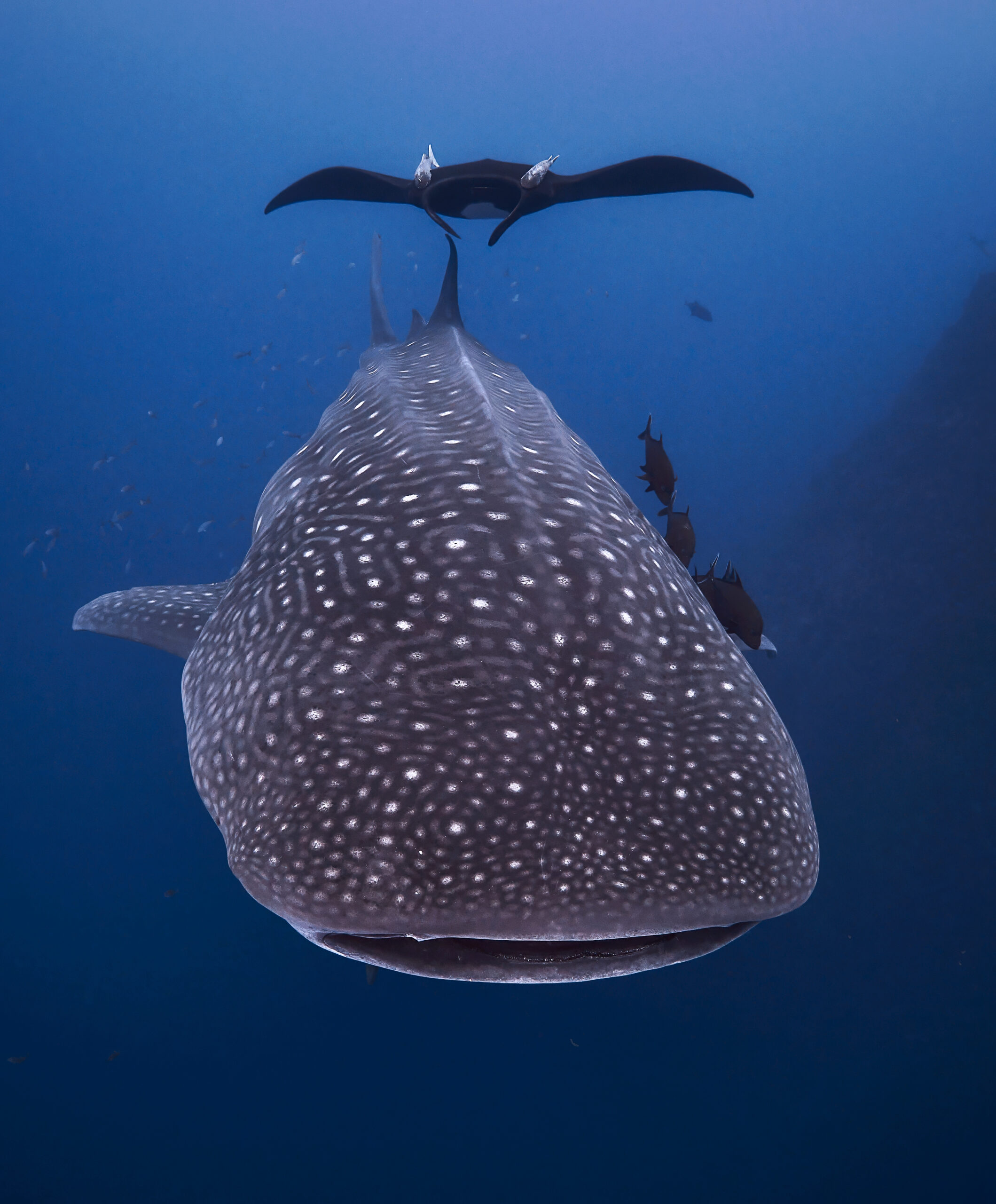 Whale shark oceanic manta ray roca partida freediving underwater diving