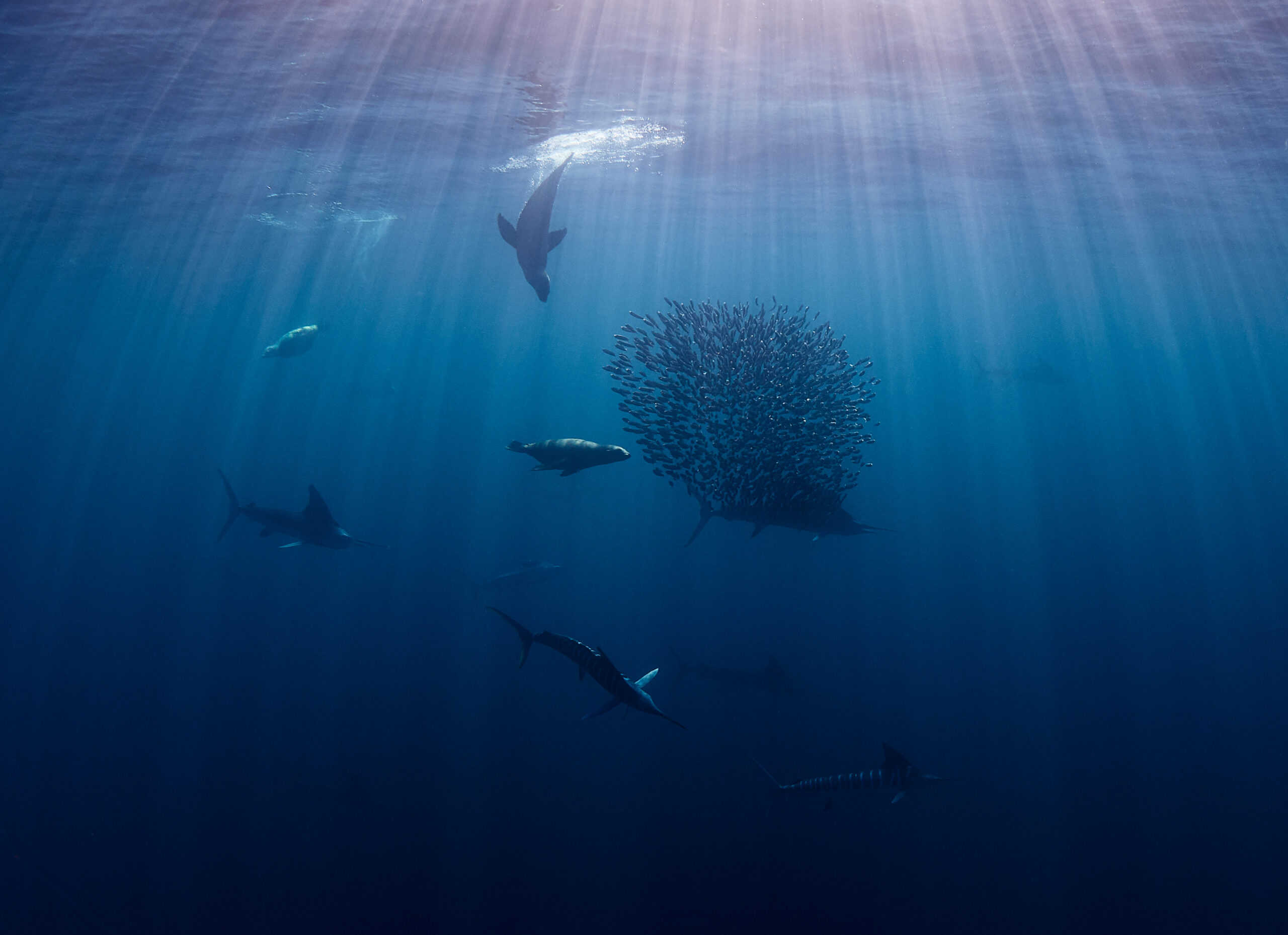 Mag Bay - Sardine Run: Striped Marlins (Kajikia audax) and California sea lions (Zalophus californianus) 