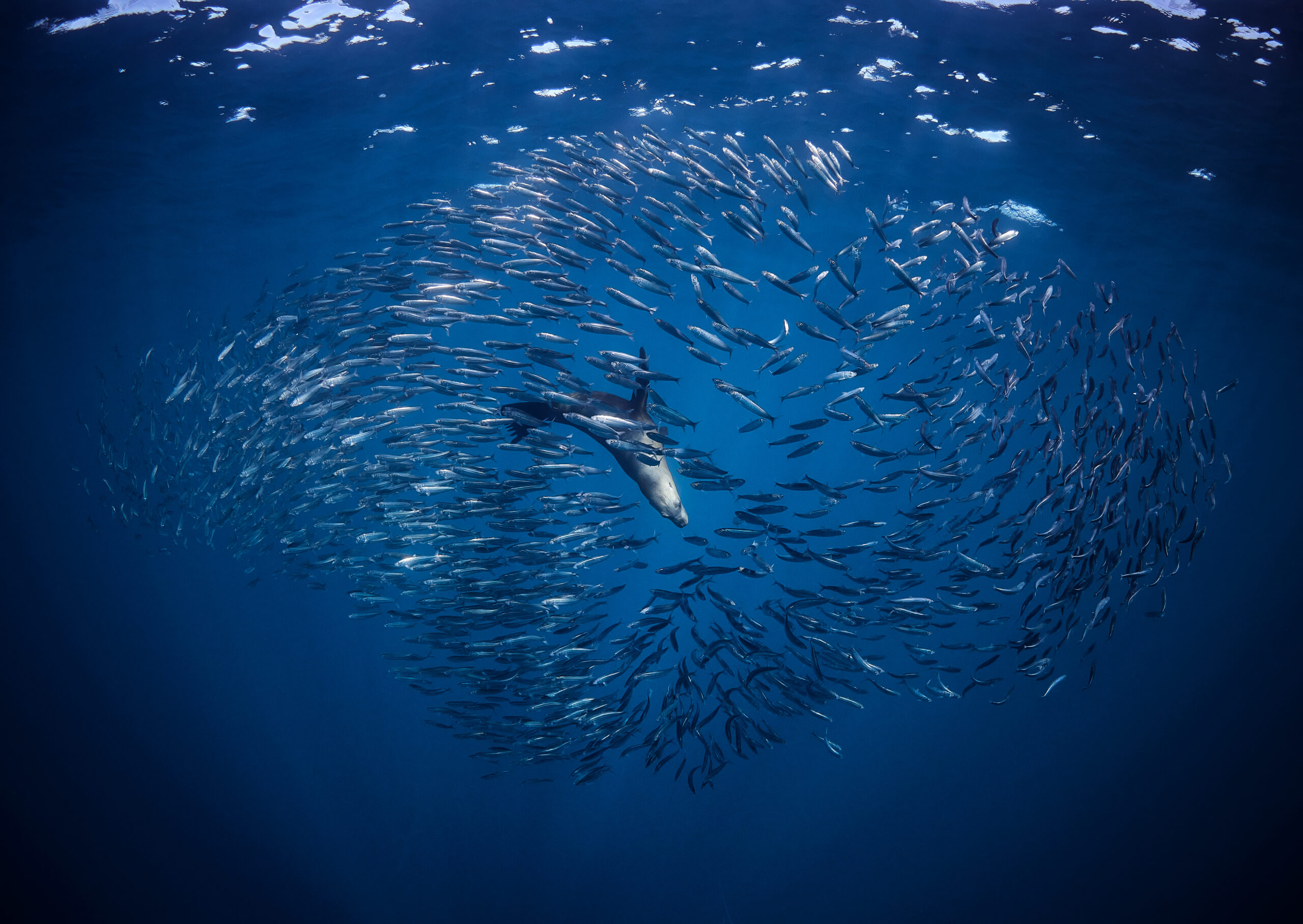 Mexico 2025 - Mag Bay: California sea lion (Zalophus californianus) underwater