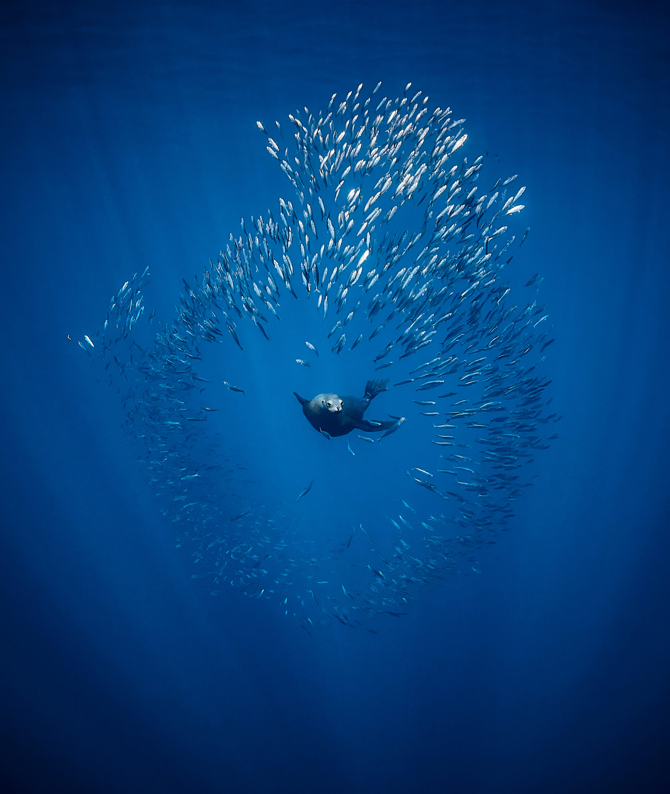 Mexico 2025 - Mag Bay: California sea lion (Zalophus californianus)